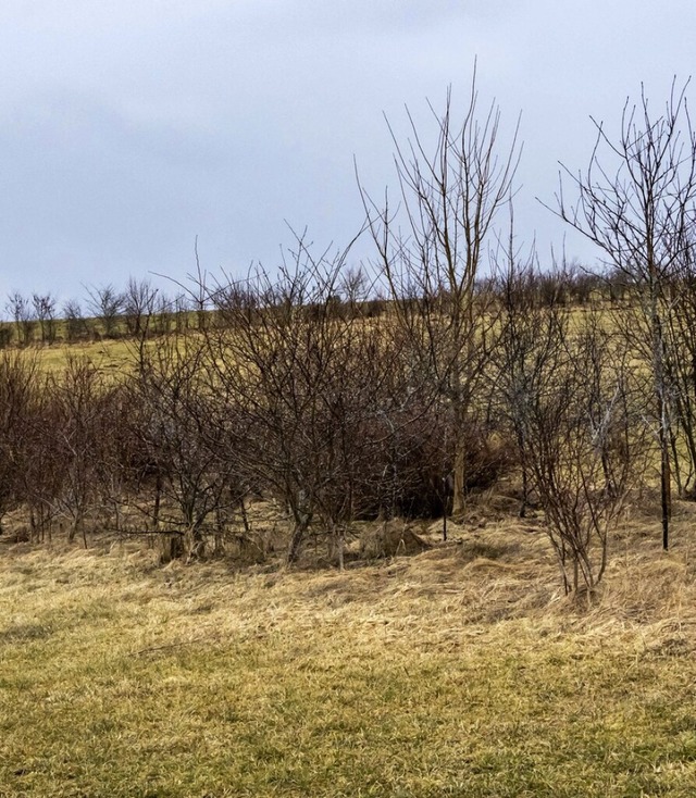 Der Biotopverbund oberhalb des Gewerbe...um zwei Pflanzreihen erweitert werden.  | Foto: Wilfried Dieckmann