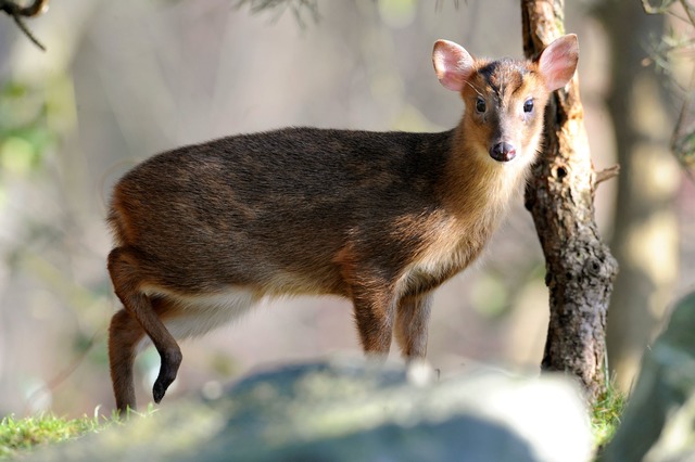 Sieht aus wie ein Mini-Hirsch, ist abe...ich nicht nach Kirchheim. (Archivbild)  | Foto: picture alliance / dpa