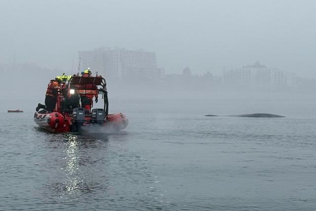 Polnische Retter befreien Buckelwal aus Fischernetz