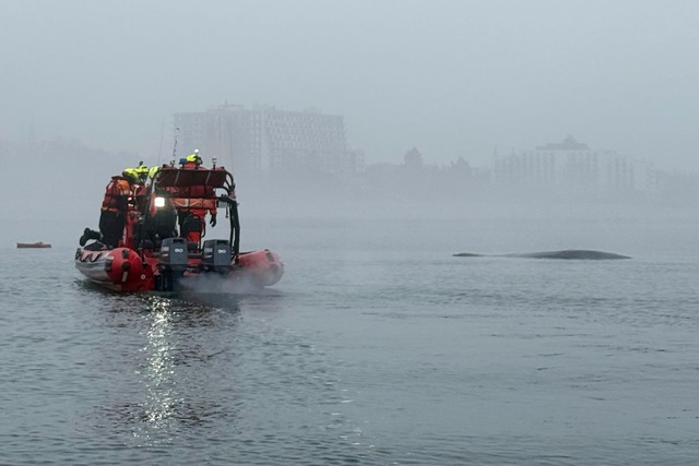 Seenotretter vor der polnischen Ostsee...ch in einem Fischernetz verfangen hat.  | Foto: Maritime Search and Rescue Service/AP/dpa