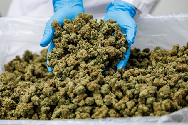 Cannabis-Bl&uuml;ten werden schon lang...zinische Zwecke geerntet. (Archivbild)  | Foto: Daniel Karmann/dpa