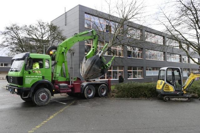 Ahornbaum auf dem Areal der Emmendinger Fritz-Boehle-Schule bekommt ein neues Zuhause