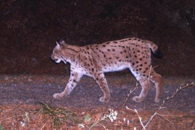 Vier Luchse tigern durch den Schwarzwald