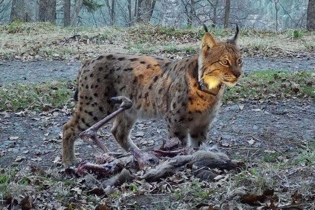 Luchse im Schwarzwald: Ein Freiburger Experte ordnet die vier Luchs-Nachweise ein