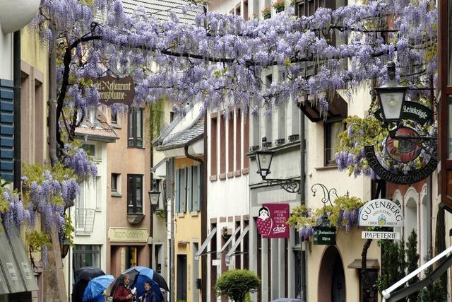 Glyzinien am Freiburger Touristen-Hotspot Konviktstrae drfen bleiben