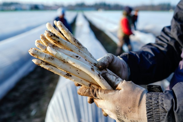 Die Spargelsaison in Deutschland begin...icht vor Mitte M&auml;rz. (Archivbild)  | Foto: Uwe Anspach/dpa