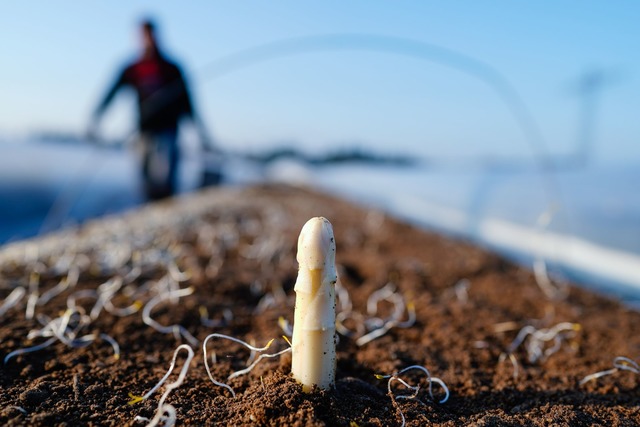 Die Spargelsaison beginnt laut dem Ver...icht vor Mitte M&auml;rz. (Archivbild)  | Foto: Uwe Anspach/dpa