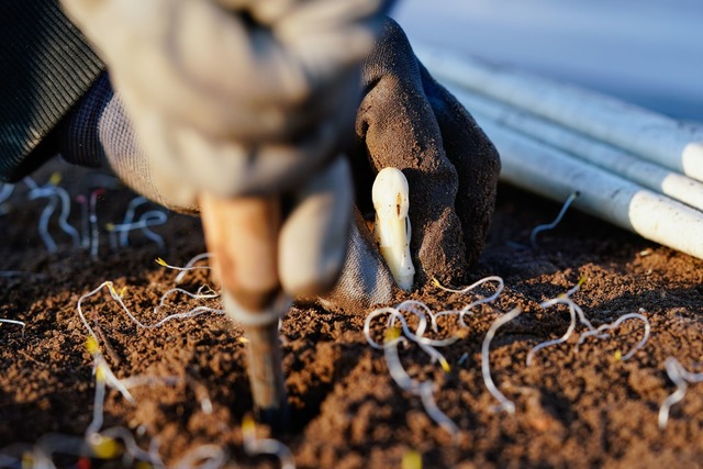 Die Spargelsaison beginnt laut dem Ver...icht vor Mitte M&auml;rz. (Archivbild)  | Foto: Uwe Anspach/dpa