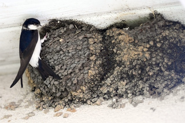 Nester von Mehlschwalben an einem Haus in Berlin. (Archivbild)  | Foto: picture alliance / Maurizio Gambarini/dpa