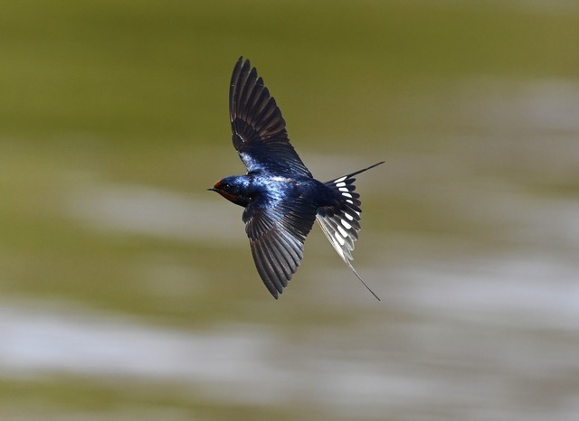 Eine Rauchschwalbe am Ufer des Jungfernsees bei Potsdam. (Archivbild)  | Foto: Soeren Stache/dpaZentralbild/dpa