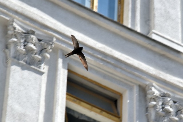 Ein Mauersegler fliegt vor einem Haus. (Archivbild)  | Foto: -/Ukrinform/dpa