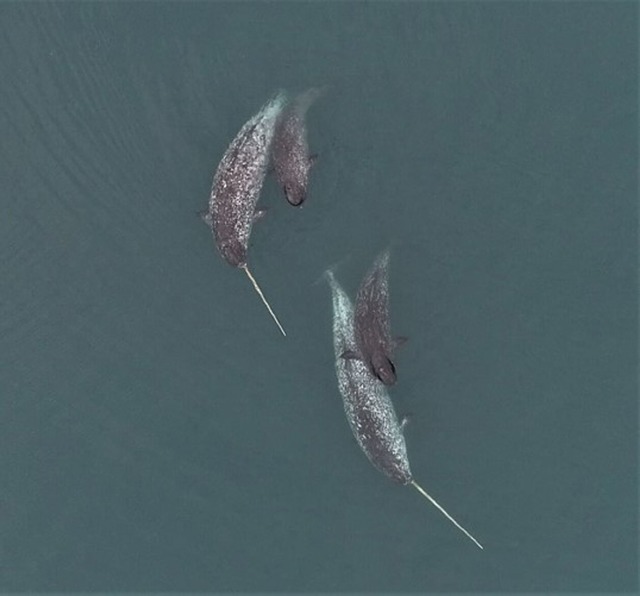 Narwale leben das ganze Jahr &uuml;ber...s sind Beobachtungen der Tiere selten.  | Foto: O&rsquo;Corry-Crowe/FAU/Watt, DFO/dpa