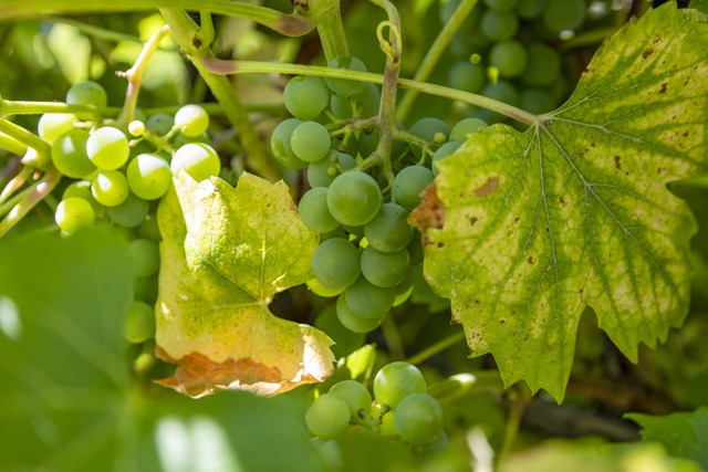 Fr Winzer wird die Weinlese immer teurer.  | Foto: Alexandra Gnzschel