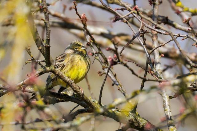 Viel Sonne und frhlingshafte Temperaturen in Baden-Wrttemberg