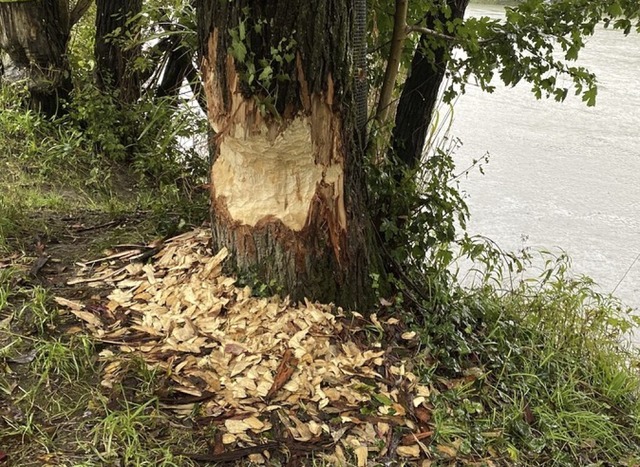 Die Tiere richten auch im Kreis Waldshut Schden an.  | Foto: Lisa Petrich