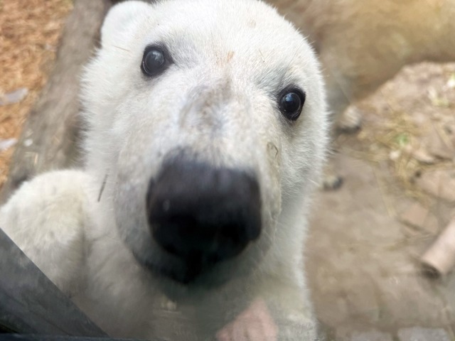 Neugierig ist der kleine Eisb&auml;r.  | Foto: Uli Deck/dpa