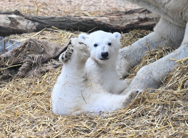 Er reckt und streckt sich im Stroh.  | Foto: Uli Deck/dpa