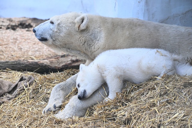 Immer wieder d&ouml;st der Kleine.  | Foto: Uli Deck/dpa