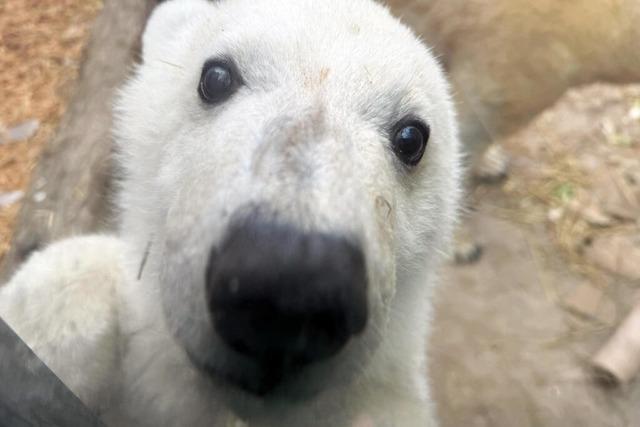 Eisbrbaby in Karlsruhe wird noch eine Woche abgeschirmt