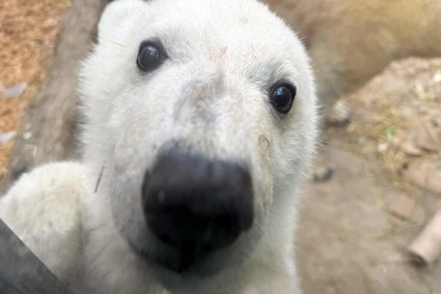 Besucher des Zoos in Karlsruhe sollen ...lichkeit haben, das Jungtier zu sehen.  | Foto: Uli Deck (dpa)