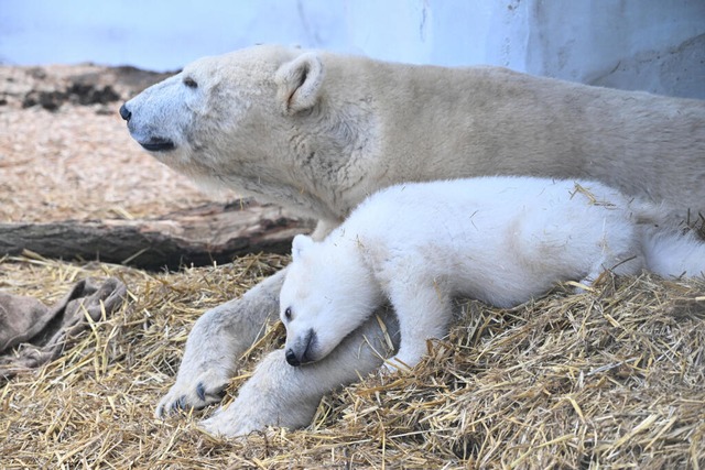 Das  Eisbrjunges im Karlsruher Zoo mit seiner Mutter Nuka  | Foto: Uli Deck (dpa)