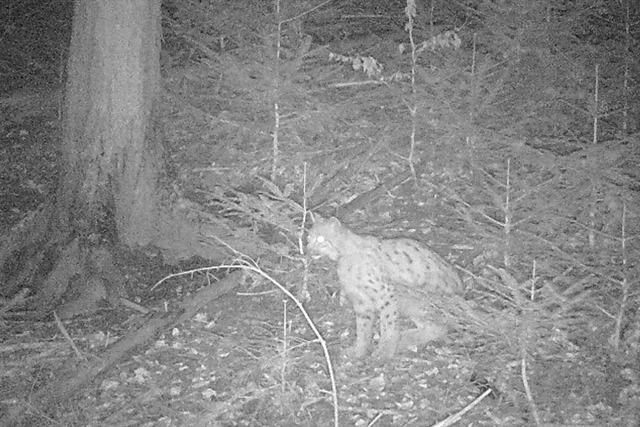 Ein Luchs streift durchs Murgtal