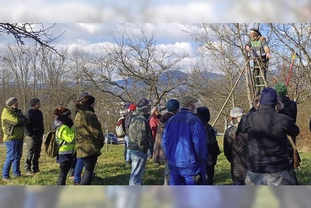 Experte zeigt den richtigen Baumschnitt