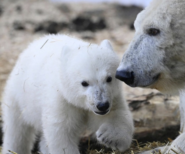 Das Eisbrjunge (hier mit Mutter Nuka)...neue Besuchermagnet im Karlsruher Zoo.  | Foto: Uli Deck (dpa)