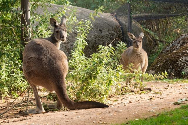 Die Kngurus im Zoo Basel erhalten Zuwachs