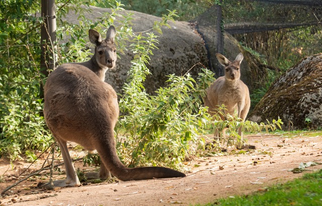 Bei den Kngurus gibt es im Zoo Basel zwei Neuzugnge.  | Foto: Zoo Basel 