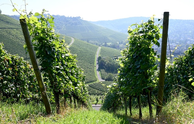 Ein junger Mann st&uuml;rzte etwa 20 M... Auto Weinberge hinunter. (Symbolbild)  | Foto: Bernd Wei&szlig;brod/dpa