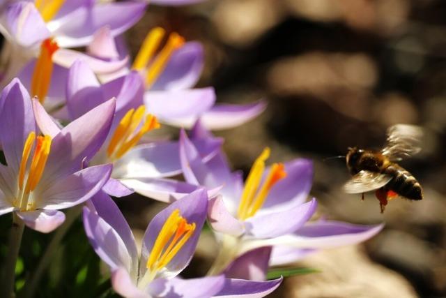 Fotos: Wie BZ-Leser den Wechsel von trist zu farbenfroh im Markgräflerland dokumentieren