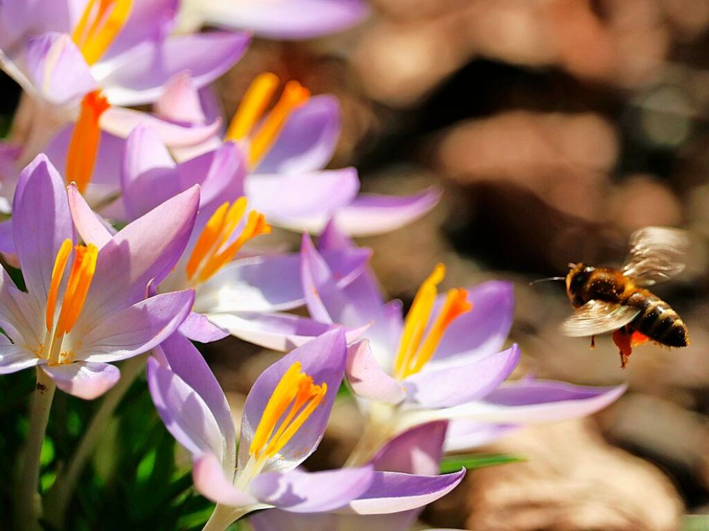 Die Bienen und die Farben kehren zurck. Die Krokusse scheinen geradezu  auf den Besuch der fleiigen Bestuberin zu warten.