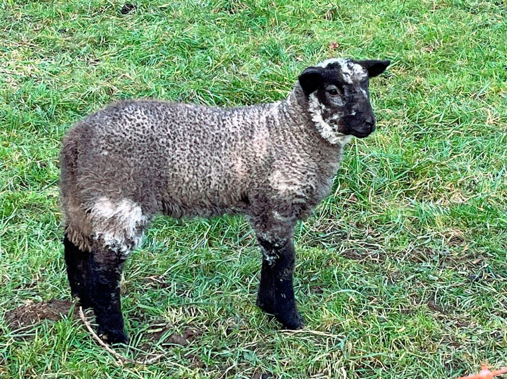 Ein schwarzes Schfchen in Heitersheim