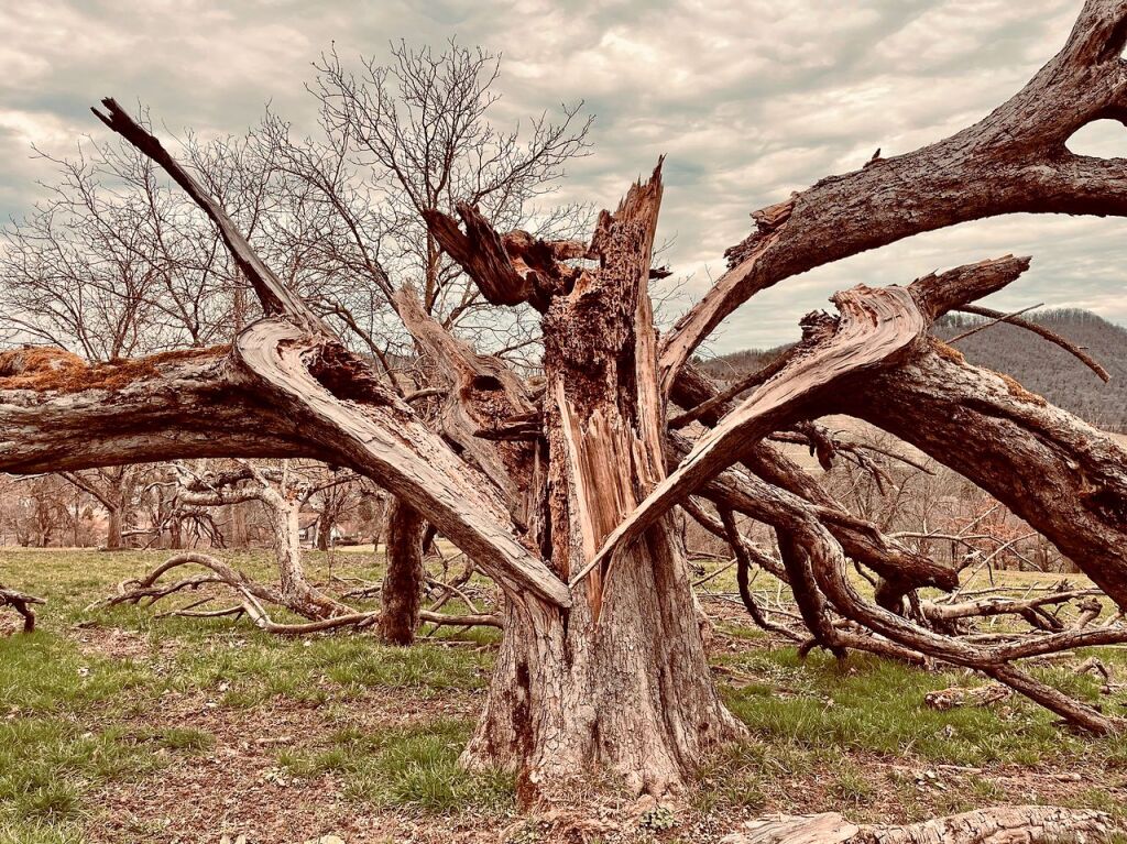 Wie ein zerbrochenes Herz sieht der Baum aus, der vor Badenweiler auseinanderbrach.