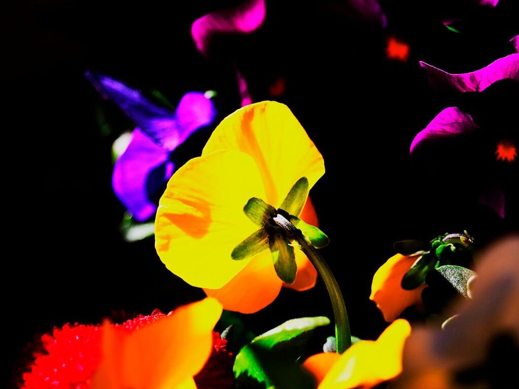 Der meteorologische Frhling hat begonnen, und Blumen wie diese Stiefmtterchen erfreuen nicht nur Hobbygrtner.