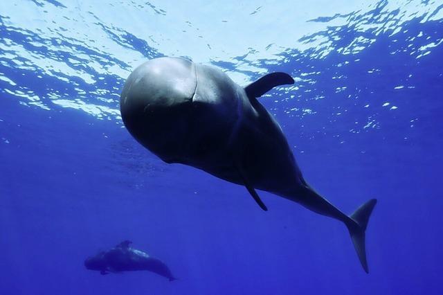 Fnf Kurzfilme der „International Ocean Film Tour Vol. 11“ werden im Brgerhaus Seepark gezeigt