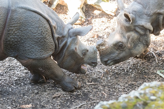 Nashrner im Zoo Basel (Archivbild)  | Foto: Zoo Basel (Torben Weber)