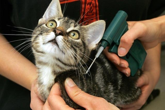 Warum Katzen die Gemeinde Ehrenkirchen 2024 ganze 15.000 Euro kosteten