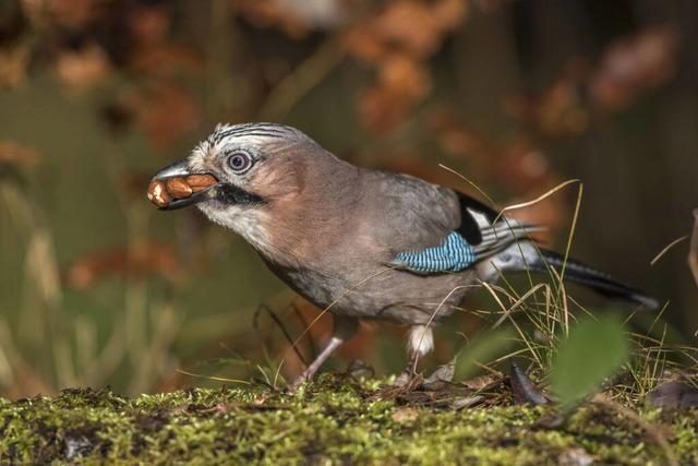 Nabu im Oberen Wutachtal geht auf die Suche nach Vogelstimmen