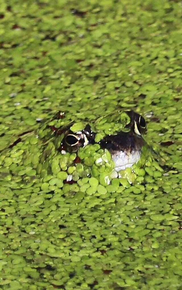   | Foto: Harald Hfler