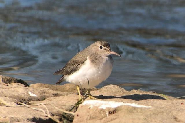 uerst seltener Vogel bei Riegel entdeckt – es ist eine kleine Sensation