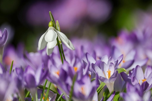   | Foto: Thomas Warnack (dpa)