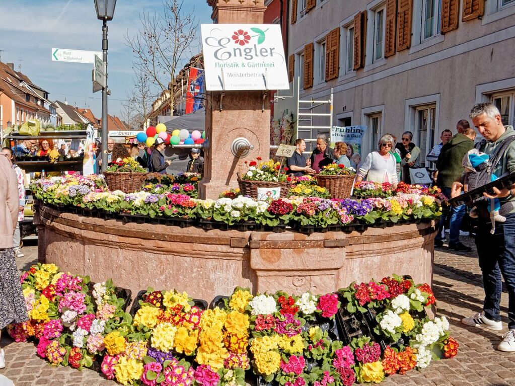 Breisgauer Frhling in Kenzingen: Hunderte Primeln verwandeln den Brunnen an der Hauptstrae in einen bunten Hingucker.