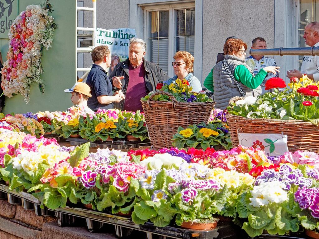 Breisgauer Frhling in Kenzingen: Hunderte Primeln verwandeln den Brunnen an der Hauptstrae in einen bunten Hingucker.