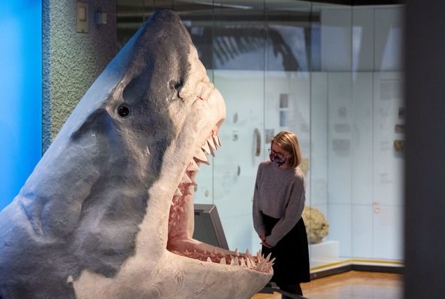 Der Urzeit-Hai Megalodon wurde lange a...&szlig;en Hais angesehen. (Archivbild)  | Foto: Marijan Murat/dpa