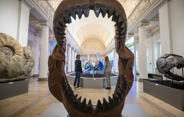 Riesig war der Megalodon mit gut 24 Me... wahrscheinlich durchaus. (Archivbild)  | Foto: Christoph Schmidt/dpa