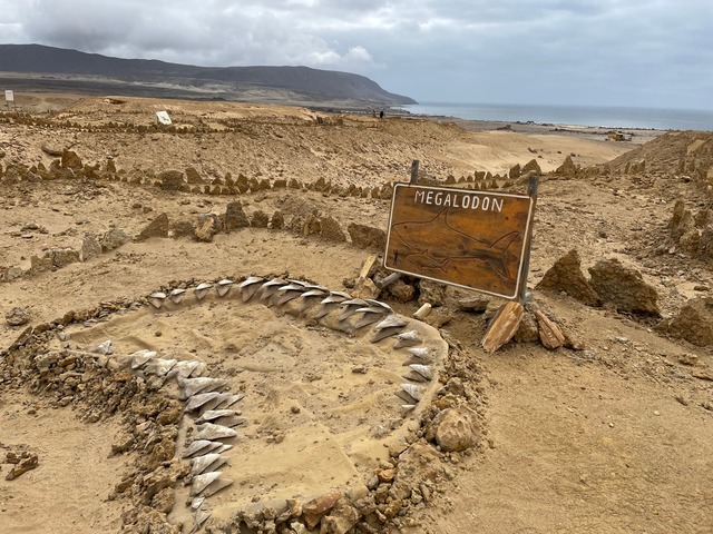 Skelettteile des Megalodon wurden in v... gefunden, etwa in Chile. (Archivbild)  | Foto: Manuel Meyer/dpa-tmn/dpa