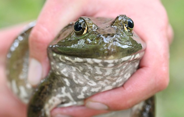 Ochsenfr&ouml;sche sind eingewandert u...r f&uuml;r hiesige Fauna. (Archivbild)  | Foto: Uli Deck/dpa