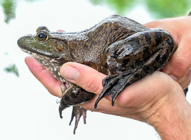 Sie sind deutlich gr&ouml;&szlig;er als heimische Fr&ouml;sche. (Archivbild)  | Foto: Uli Deck/dpa